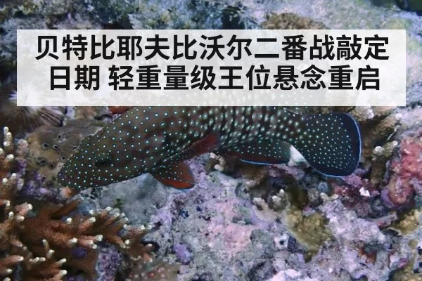 贝特比耶夫比沃尔二番战敲定日期 轻重量级王位悬念重启